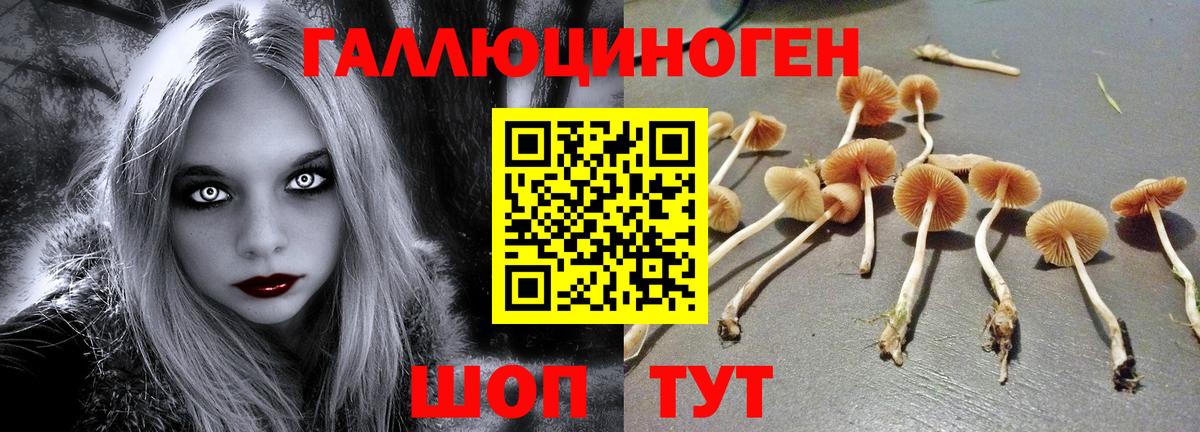 Королёв  Псилоцибиновые грибы ЛСД  Вход с VPN 